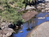 Tansania, Enten am Fluss