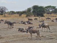 Tarangire Nationalpark - Gnuherde