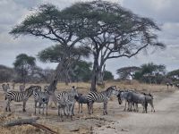 Tarangire Nationalpark - Gruppe von Zebras