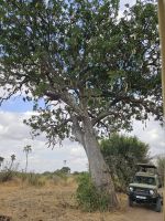 Tarangire Nationalpark, Leberwurst-Baum