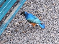 Tarangire Nationalpark, Sterlingvogel