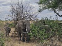 Tarangire-Nationalpark -Elefant mit Stoßzähnen