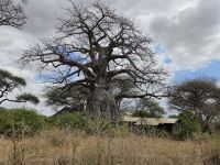 Tarangire-Nationalpark, Baobab-Baum