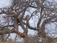 Tarangire-Nationalpark, Beute der Leopardin