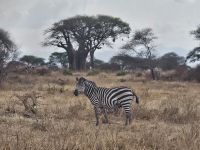 Tarangire-Nationalpark, einzelnes Zebra
