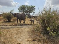 Tarangire-Nationalpark, Elefant beim Essen