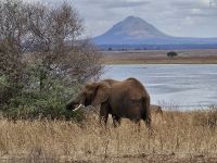 Tarangire-Nationalpark, Elefanten am Tarangire-Flu