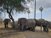 Tarangire-Nationalpark, Elefanten passieren Straße