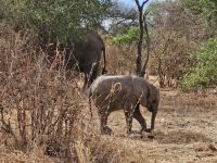 TarangireNationalpark, Elefanten-Junges beim Spiel