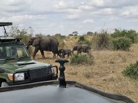 Tarangire-Nationalpark, Elefantenmutter mit Jungen