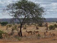 Tarangire-Nationalpark, Gruppe von Impalas