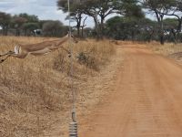 Tarangire-Nationalpark, Impala im Sprung