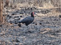 Tarangire-Nationalpark, Kaffeehornrabe
