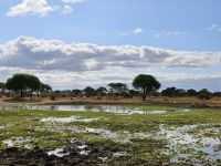 Tarangire-Nationalpark, kleines Sumpfgebiet