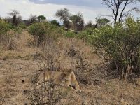 Tarangire-Nationalpark, Löwin auf der Lauer