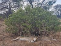Tarangire-Nationalpark, Löwinnen auf der Hut