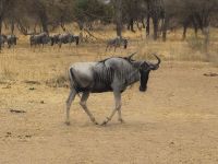 Tarangire-Nationalpark, männlicher Gnu
