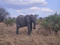 Tarangire-Nationalpark, männliches Junges