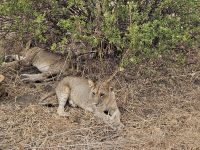 Tarangire-Nationalpark, neugierige Löwin