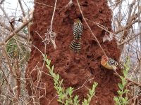 Tarangire-Nationalpark, Rot und Gelb Bartvogel