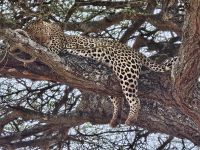 Tarangire-Nationalpark, schlafende Leopardin