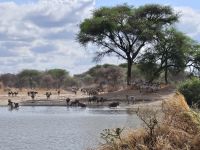 Tarangire-Nationalpark, Tierparty