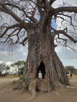 Tarangire-Nationalpark, zu Besuch im Baobab-Baum