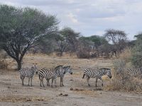 Zebras im Tarangire Nationalpark