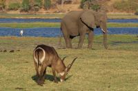 241 am Chobe Fluss