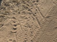 Hyänen waren vor uns hier