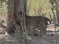 Löwen im Buffalo NP