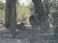 Löwen im Buffalo NP