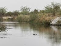 Krokodil im Kwando River