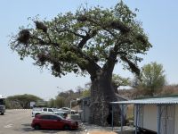 Baobab an der Grenze in Botswana
