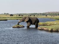 Chobe NP