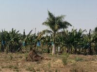 Bananenplantage auf dem Weg nach Vic Falls