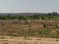 Mangoplantagen auf dem Weg nach Vic Falls
