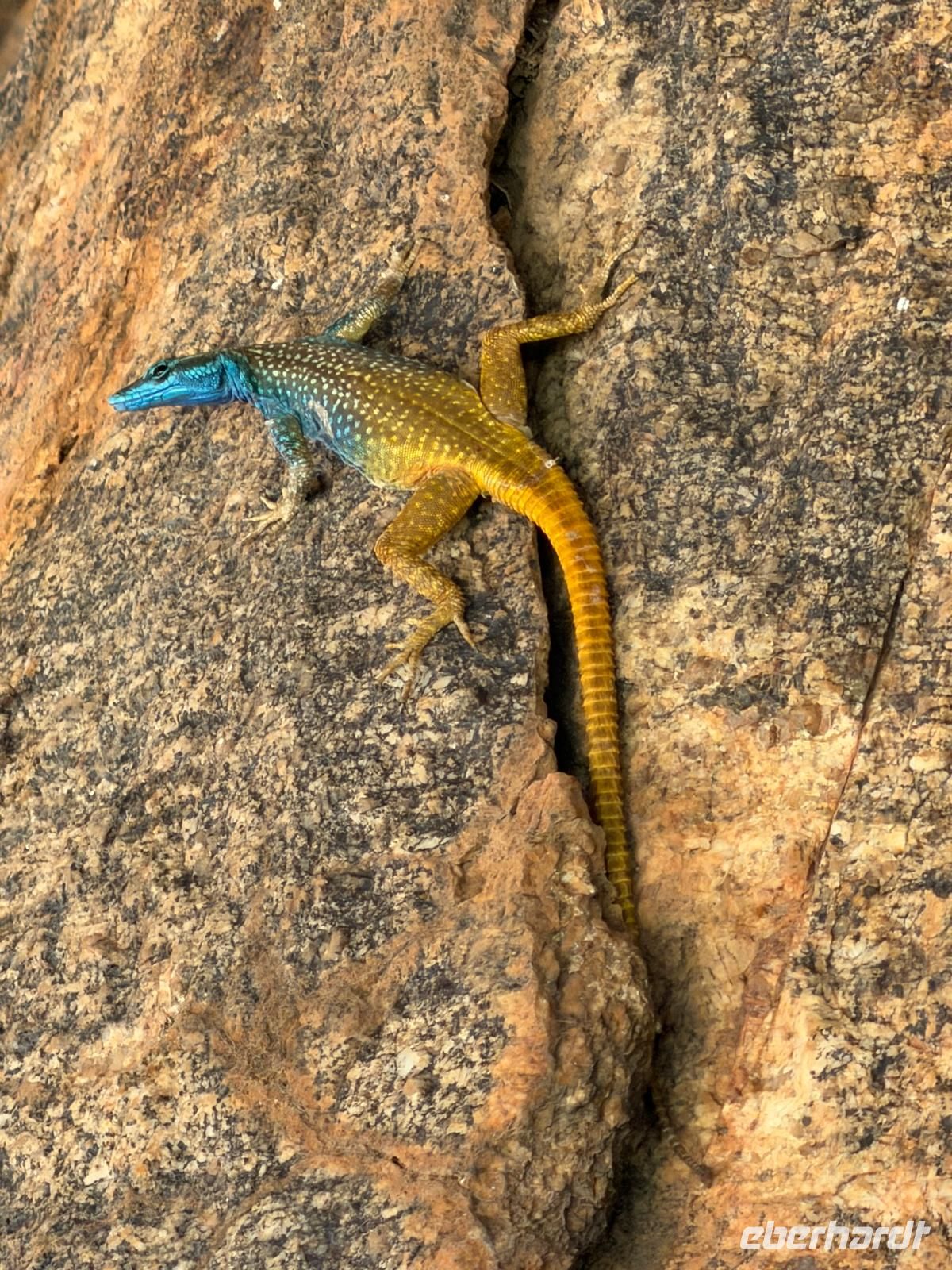 kleiner Besucher am Pool