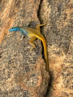 kleiner Besucher am Pool