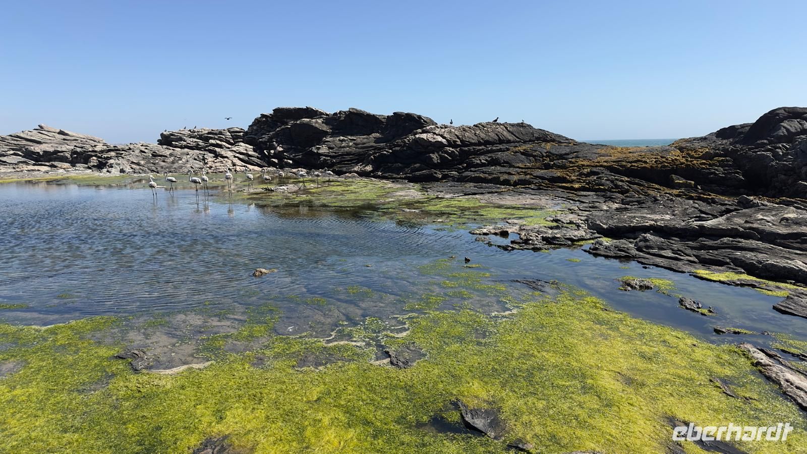 Flamingos, Diaz Point