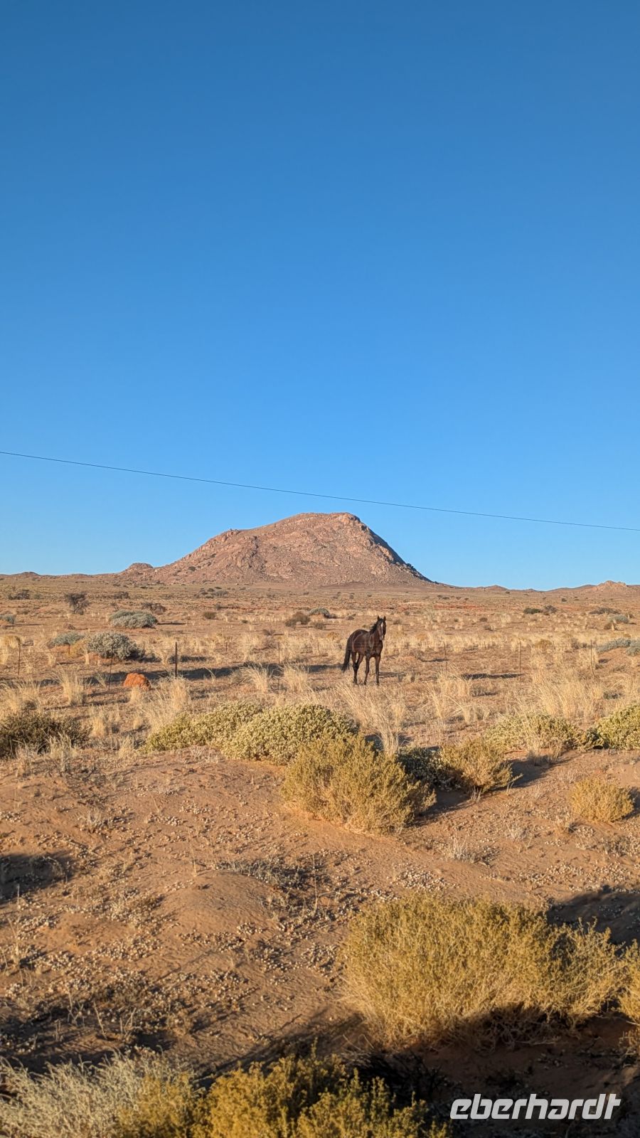 Wildpferde am Straßenrand