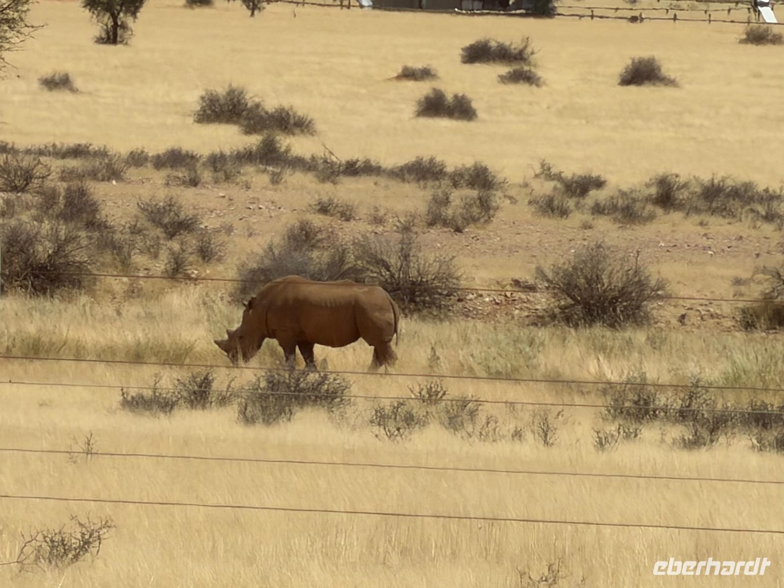 Nashorn am Straßenrand 