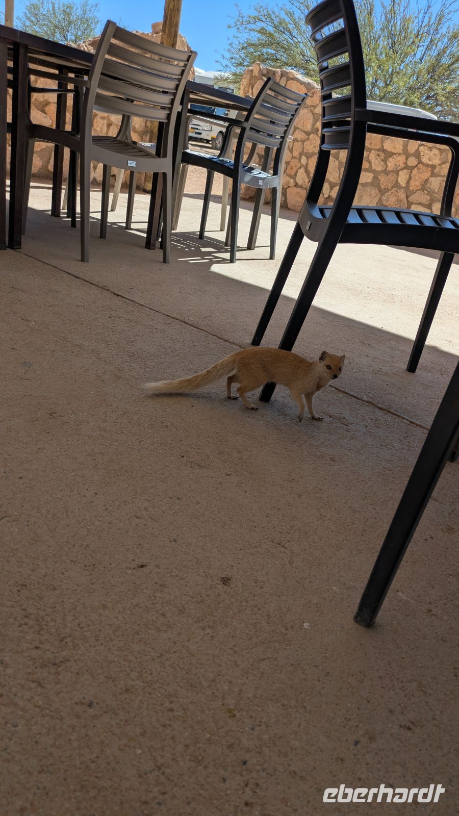 Fuchsmanguste, Café Solitaire 