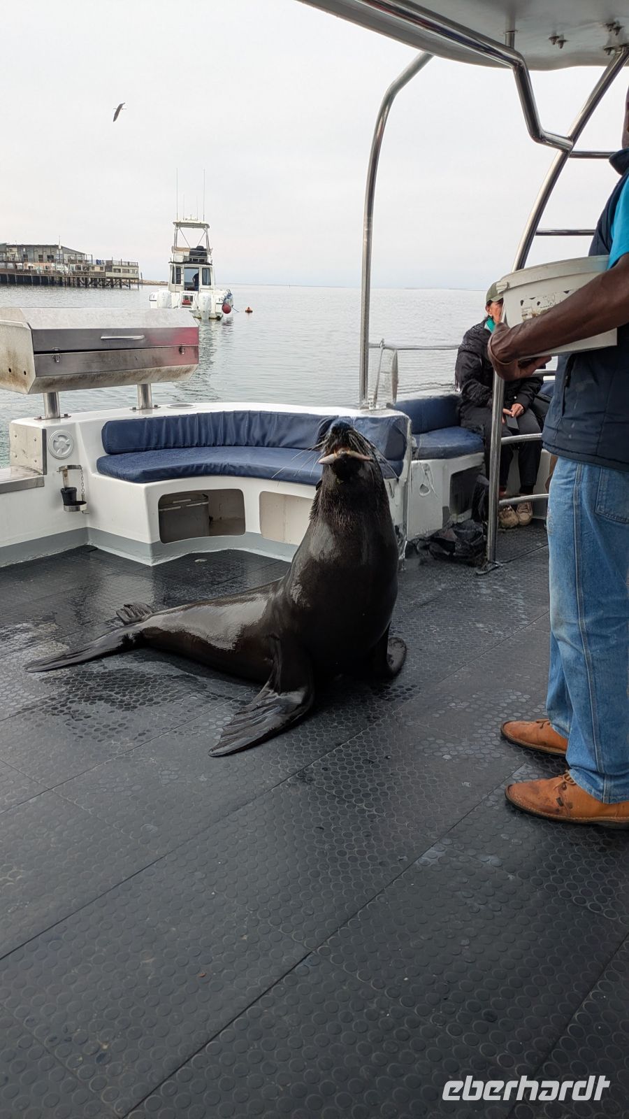 Besucher auf unserem Boot, Walvis Bay
