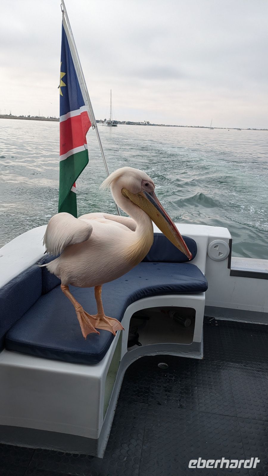 Pelikan Besuch auf unserem Boot, Walvis Bay