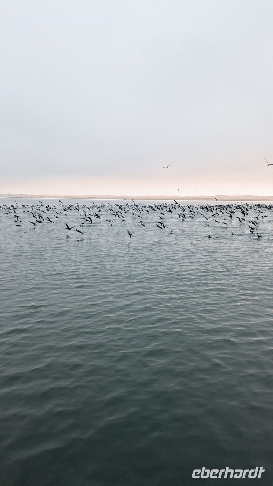 Bootsausflug,Walvis Bay