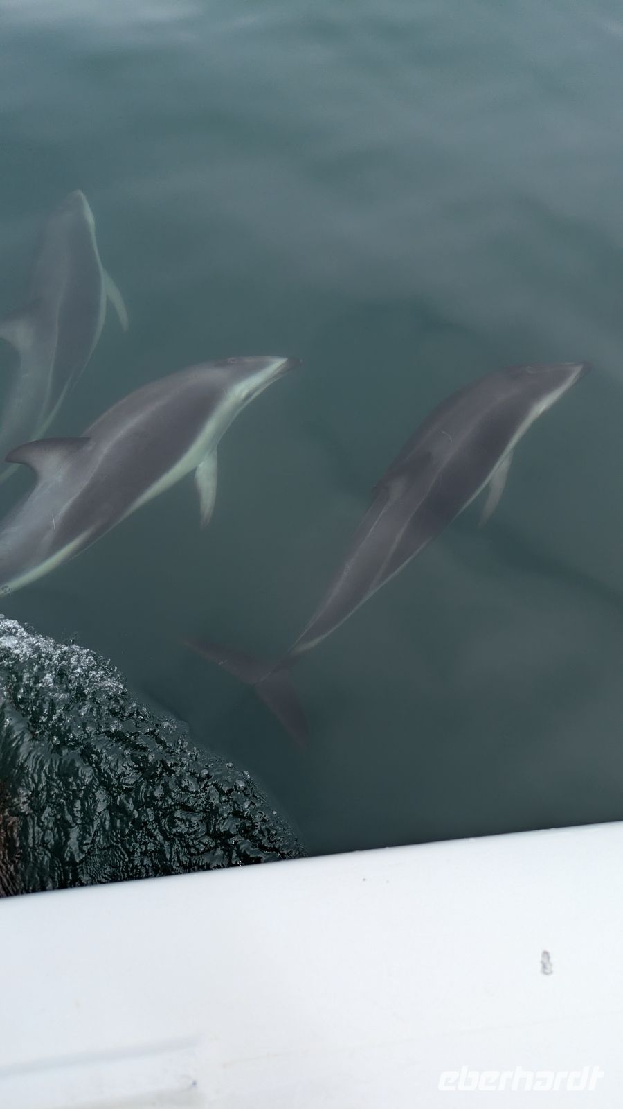 Delfine, Bootsausflug, Walvis Bay