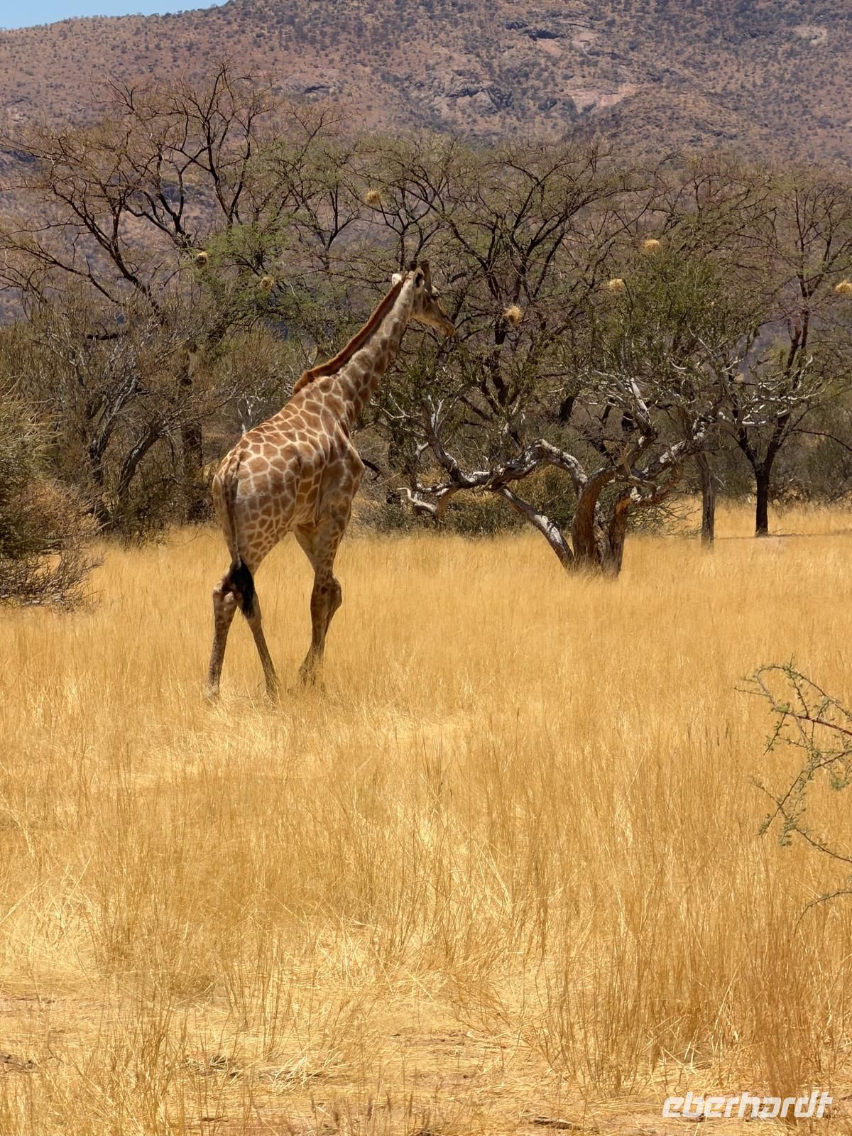 Giraffen