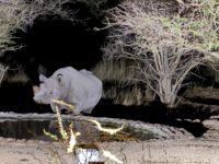 Nashorn am Wasserloch, Ai Aiba Rock Painting Lodge