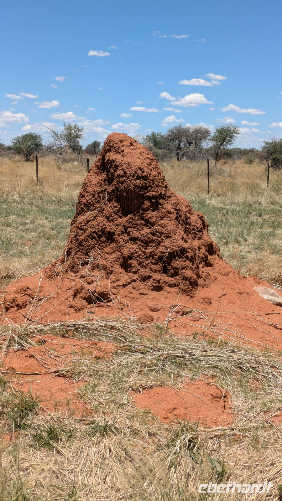Termitenhügel